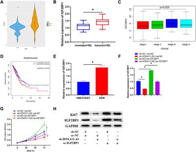 Long Non-coding RNA HOXA11-AS Facilitates Proliferation of Lung Adenocarcinoma Cells via Targeting the Let-7c-5p/IGF2BP1 Axis